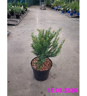 Taxus baccata C 2,5 L